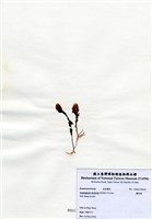 藏品(蘆筍藻)的圖片